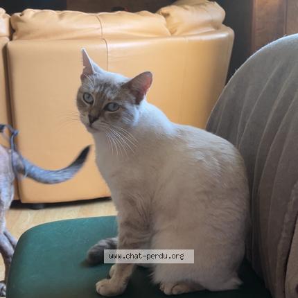 Photo 1/1 Romy Chat lost in Niort