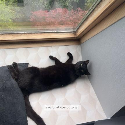 Photo 1/1 Gigi Chat lost in Lesneven