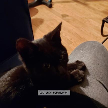 Photo 1/1 Found cat Found in Fontenay le comte