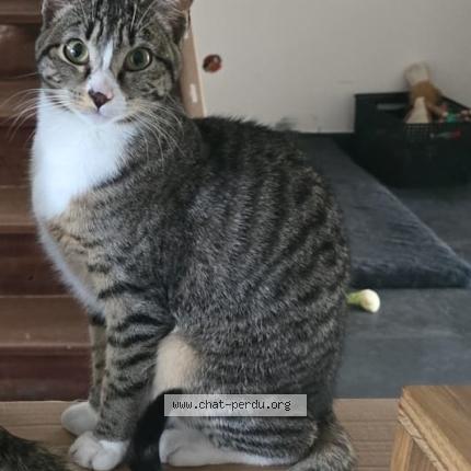 Photo 1/1 Jessim Hadjou Chat lost in Collegien