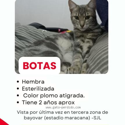 Photo 1/1 Botitas Chat lost in Lima