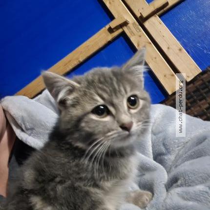 Photo 1/1 Found cat Found in Lepiphanie