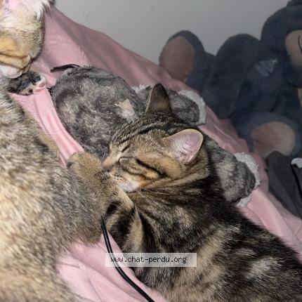 Photo 1/1 Poumba Chat lost in Thonon les bains