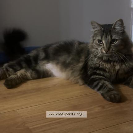 Photo 1/1 Shiva Chat lost in Fache thumesnil