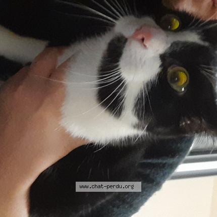 Photo 1/1 Found cat Found in Seraing