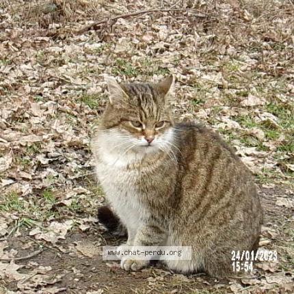 Photo 1/1 Pistache Chat lost in Bussiere galant