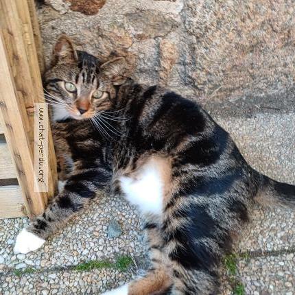 Photo 1/1 Mistouille Chat lost in Graces