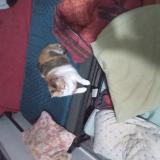 Picture of cat lost at Villefontaine