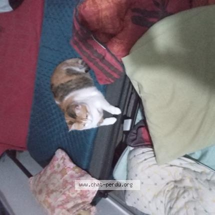 Photo 1/1 Mimine Chat lost in Villefontaine