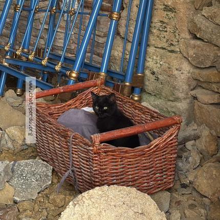 Photo 1/1 Groot Chat lost in Aigaliers