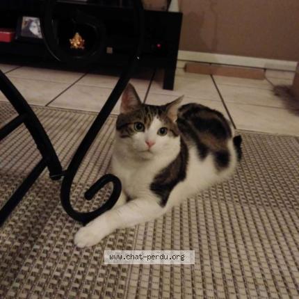 Photo 1/1 Zine Chat lost in Vandoeuvre