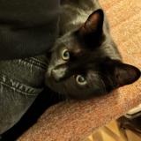 Picture of cat lost at Calcatoggio