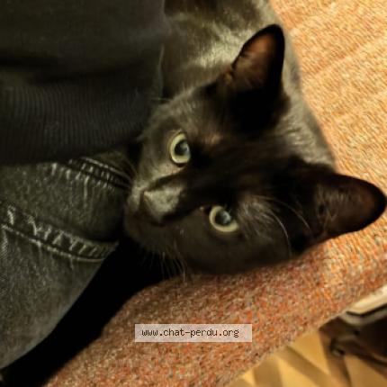 Photo 1/1 Simba Chat lost in Calcatoggio