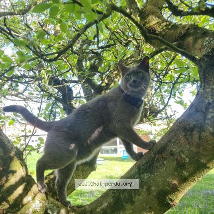 Photo 1/1 PATOUNE Chat lost in Vallet
