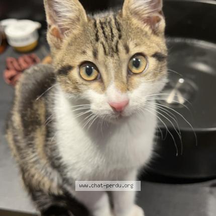 Photo 1/1 Volt Chat lost in Deuil la barre