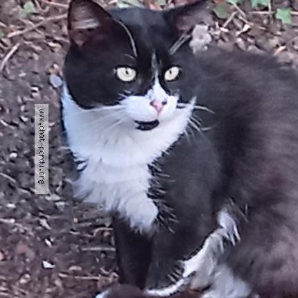 Photo 1/1 mimi Chat lost in Arthaz pont notre dame