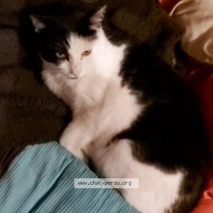 Photo 1/1 Bianco Chat lost in Louvain la neuve