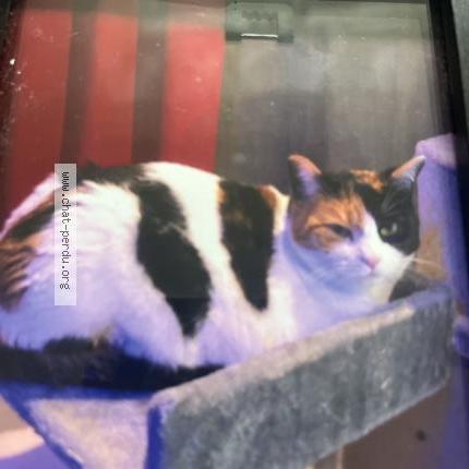 Photo 1/1 Ruby Chat lost in Champey