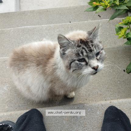Photo 1/1 Found cat Found in Domfront en poiraie