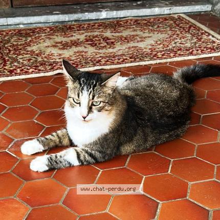 Photo 1/1 Edison Chat lost in Orthez