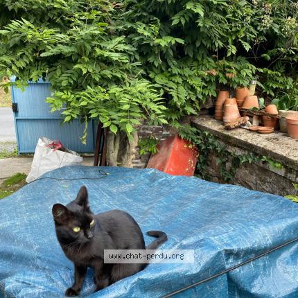 Photo 1/1 Mimine Chat lost in Plouezec