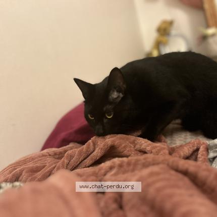 Photo 1/1 Al capone Chat lost in Cheneviere sur marne