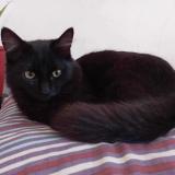 Picture of cat lost at Evry Courcouronnes