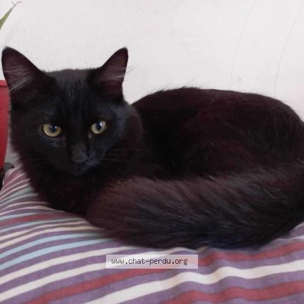 Photo 1/1 Cat reunited Lost in Evry courcouronnes