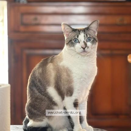 Photo 1/1 Vanille Chat lost in Mauves