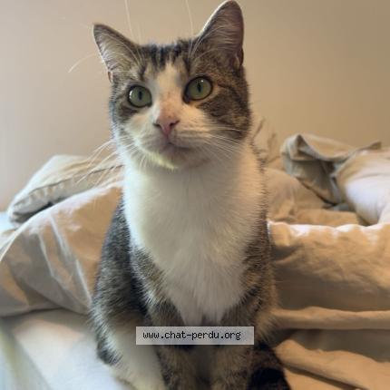 Photo 1/1 Izis Chat lost in Ronchin