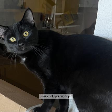 Foto einer verlorenen Katze in Lausanne