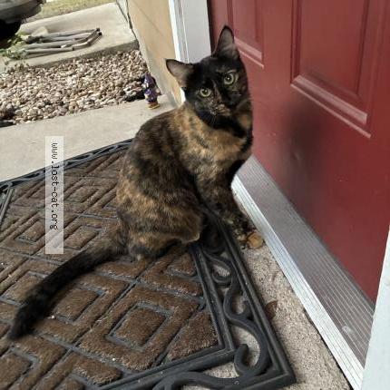 Photo 1/1 Found cat Found in Austin