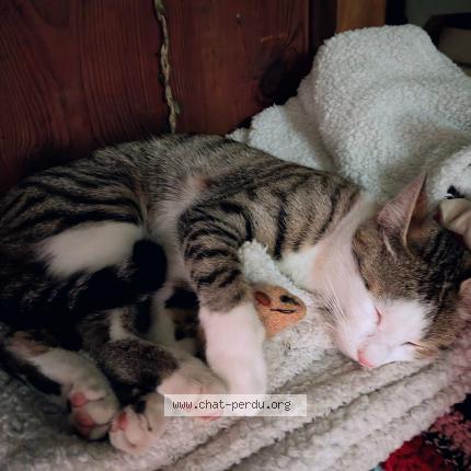 Photo 1/1 Watson Chat lost in Boulouris