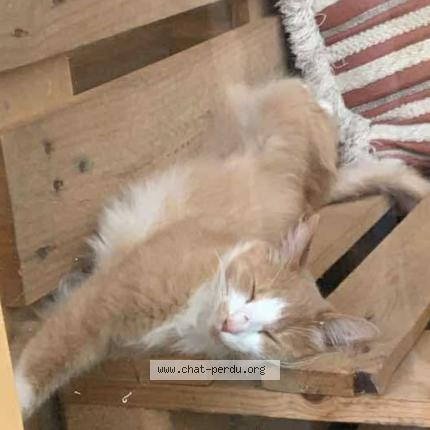 Photo 1/1 Pixel Chat lost in Verdun sur garonne