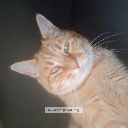 Photo 1/1 Handy Chat lost in Bray sur somme