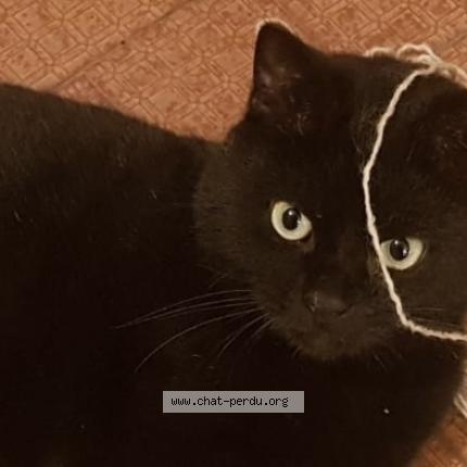 Photo 1/1 Piccolo Chat lost in La roche de rame