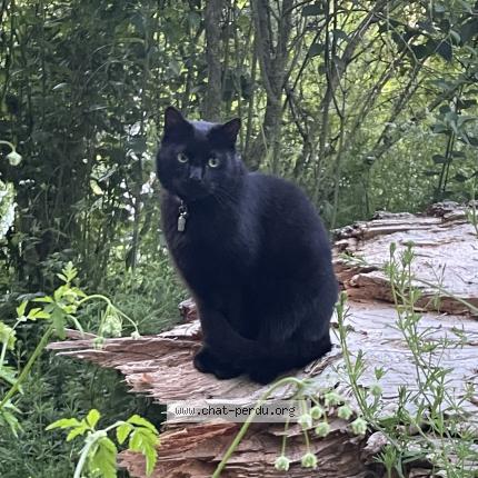 Photo 1/1 Cat reunited Lost in Tranzault