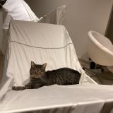 Picture of cat lost at Hoeilaart