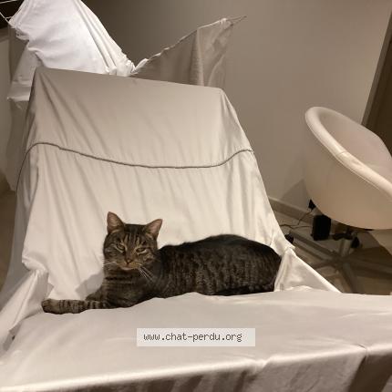 Photo 1/1 You two Chat lost in Hoeilaart