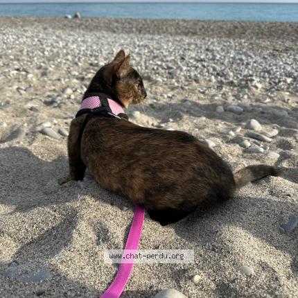 Photo 1/1 Caramel Chat lost in Nice