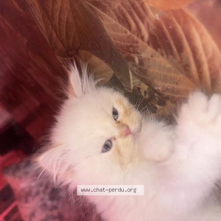 Photo 1/1 Milou Chat lost in Nice