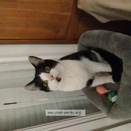 Photo 1/1 Koda Chat lost in Montmacq