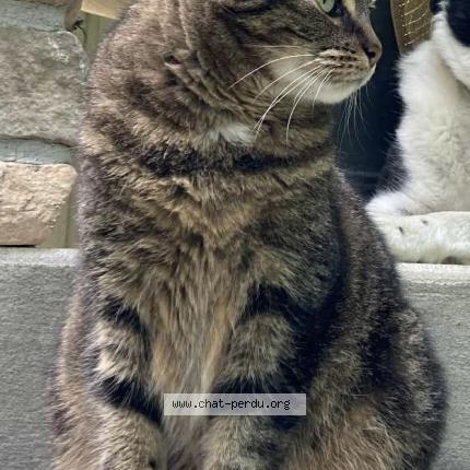 Photo 1/1 Yuki Chat lost in Shefford