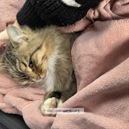 Photo 1/1 Found cat Found in St martin