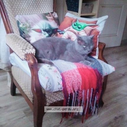 Photo 1/1 Vincente Chat lost in Motreff