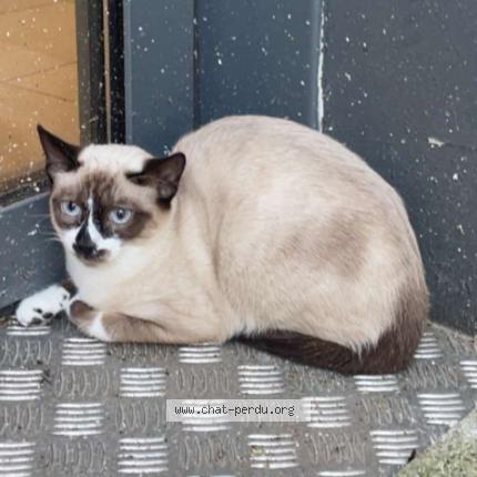 Photo 1/1 Found cat Found in Lorient