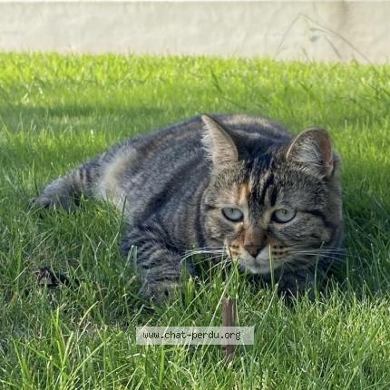 Photo 1/1 Mina Chat lost in Montfort en chalosse