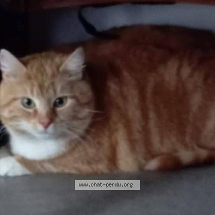 Foto 1/1 Kat teruggevonden Vermist in Anderlecht