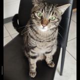 Picture of cat lost at Pledran