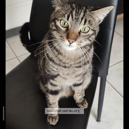 Photo 1/2 Salto Chat lost in Pledran